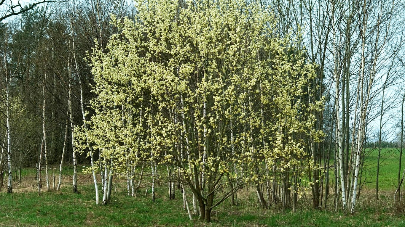 Salweide (Salix caprea): Sie kann bis zu zehn Meter in die Höhe wachsen.