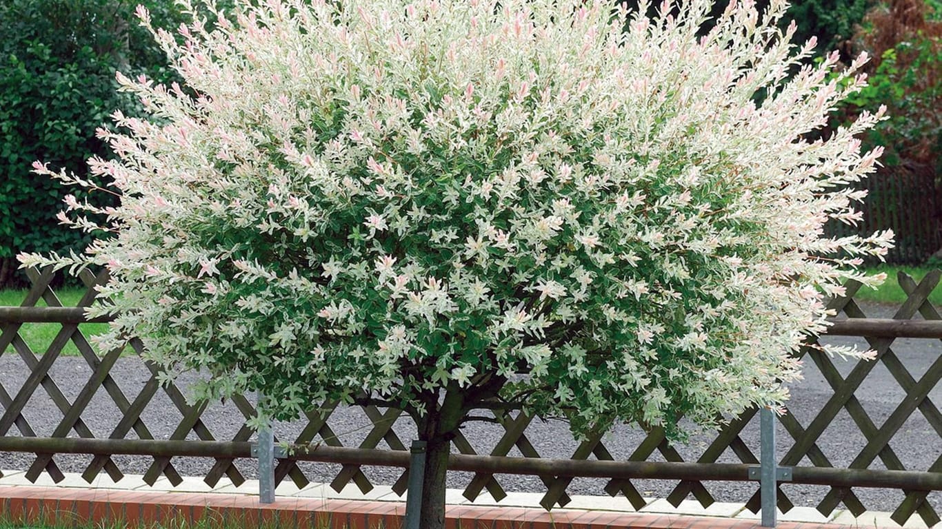 Harlekinweide (Salix integra 'Hakuro Nishiki'): Sie ist in verschiedenen Stammhöhen erhältlich.