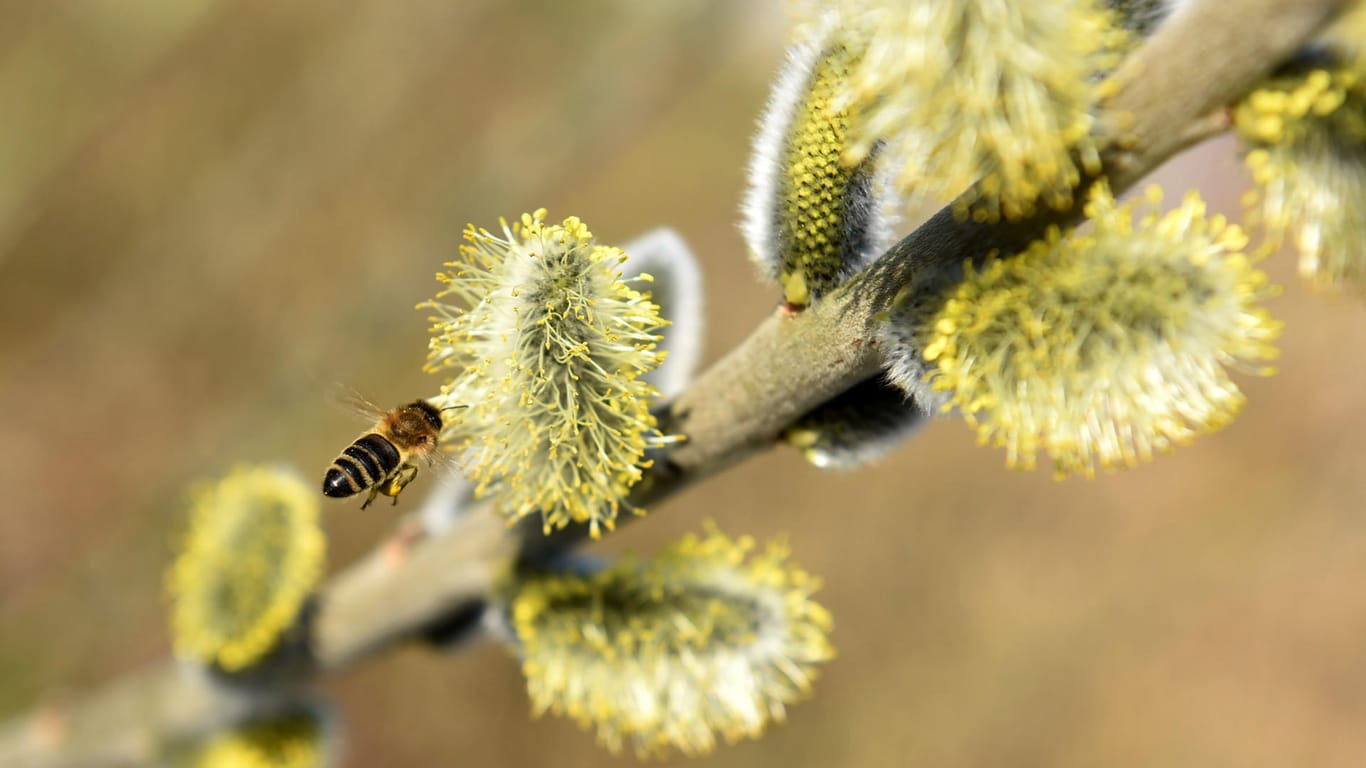 Salweide (Salix caprea): Insekten wie Bienen "fliegen" auf die nektarreichen Blüten.