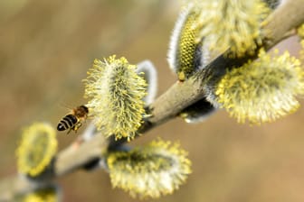 Salweide (Salix caprea): Insekten wie Bienen "fliegen" auf die nektarreichen Blüten.
