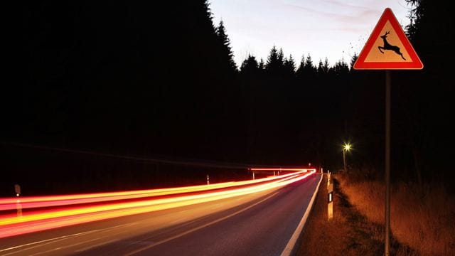 Achtung Wildwechsel: Besonders in der Dämmerung steigt die Gefahr, dass an und auf der Fahrbahn Wildtiere auftauchen.