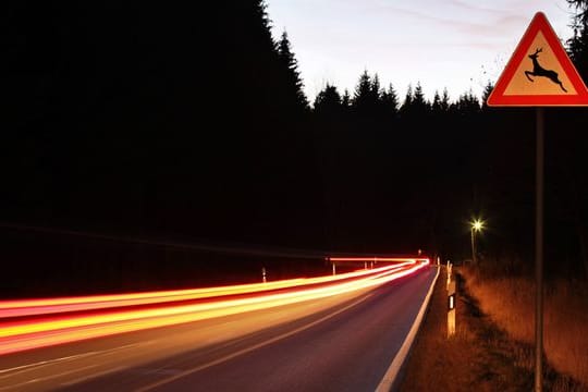 Achtung Wildwechsel: Besonders in der Dämmerung steigt die Gefahr, dass an und auf der Fahrbahn Wildtiere auftauchen.