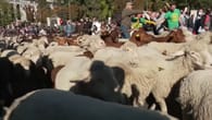 Schafsherden legen Hauptstadt lahm