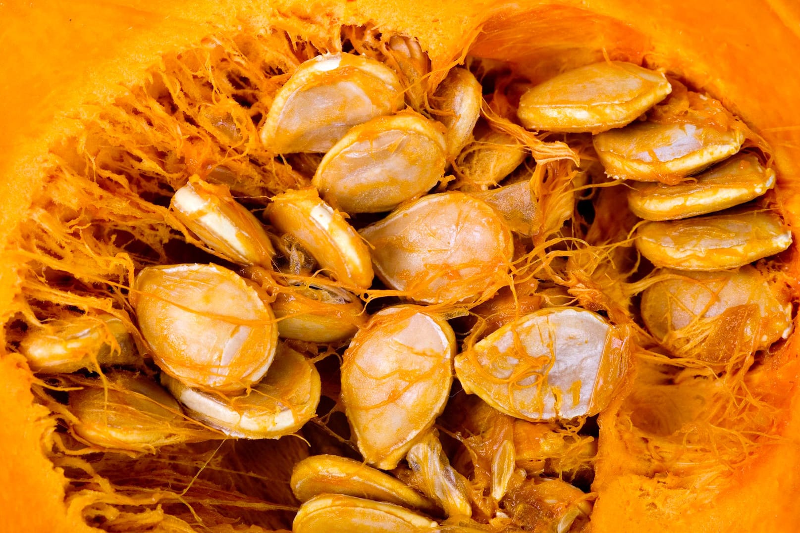 Gartenkuerbis, Garten-Kuerbis, Sommerkuerbis, Sommer-Kuerbis (Cucurbita pepo), Kuerbiskerne in einem aufgeschnittenen Sp