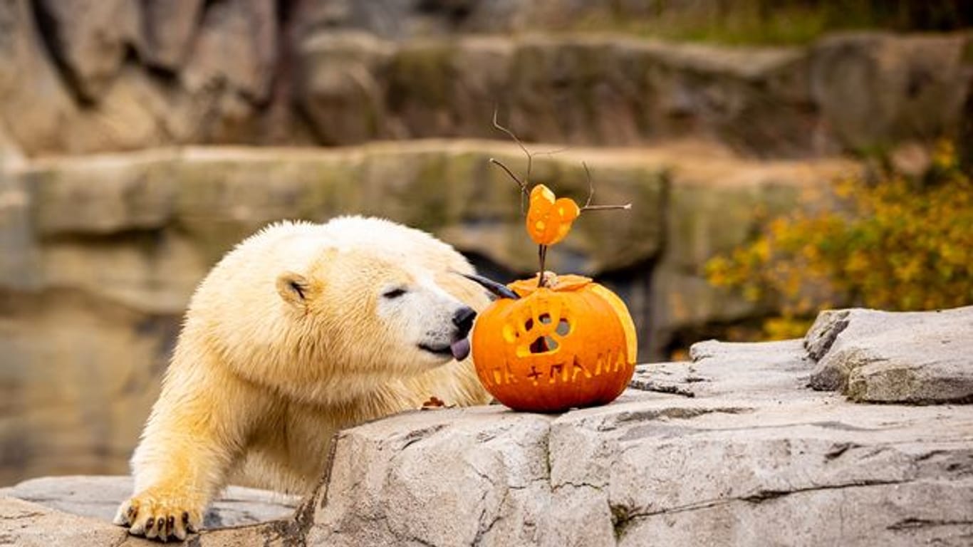 Halloween im Zoo Hannover