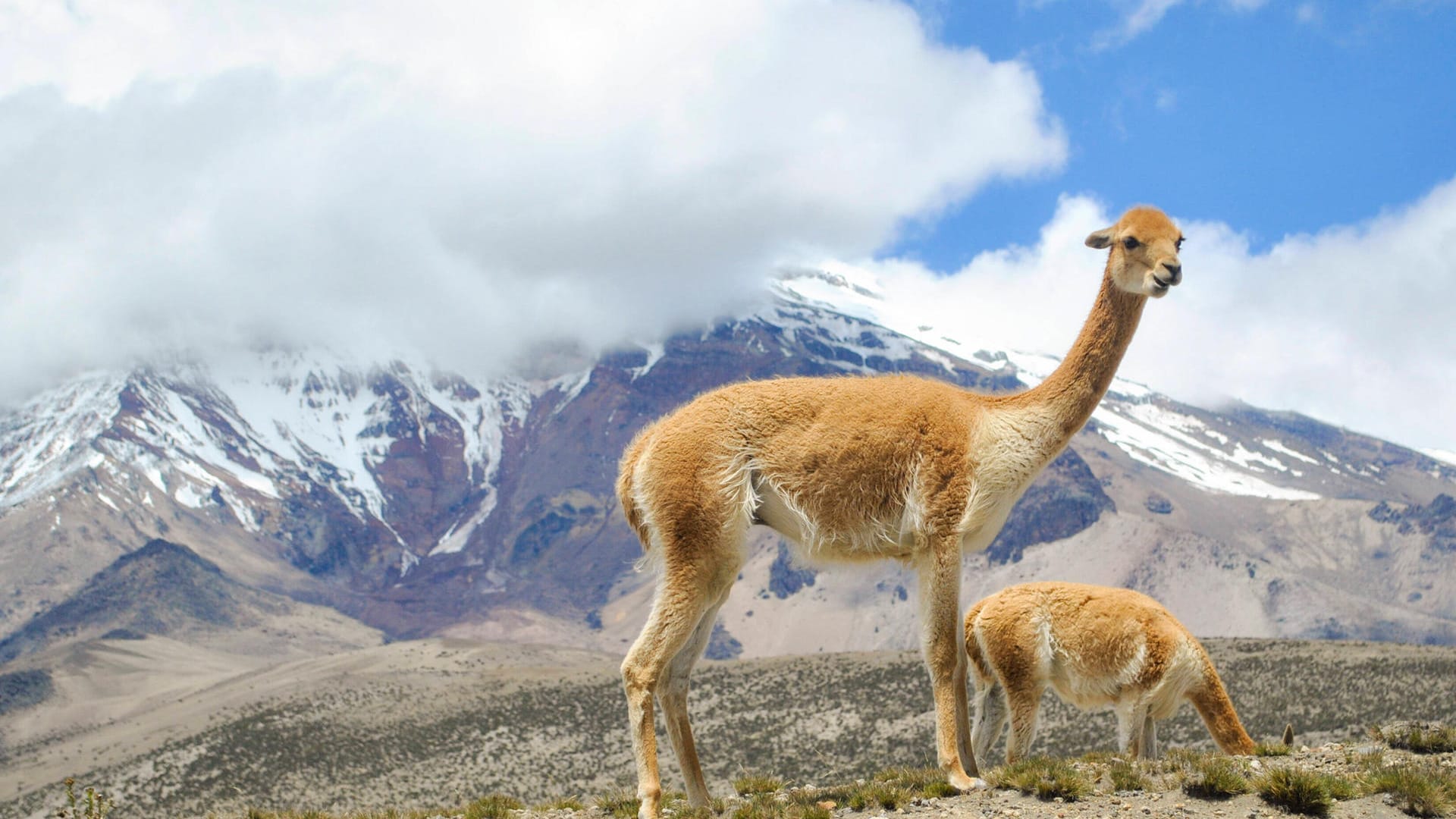 Der Chimborazo erreicht eine Höhe von 6.310 Metern, der Mount Everest im Himalaya schafft es auf 8.848 Meter. Doch diese Daten sind gemessen am Meeresspiegel, der höchste Berg ist demnach klar der Achttausender.