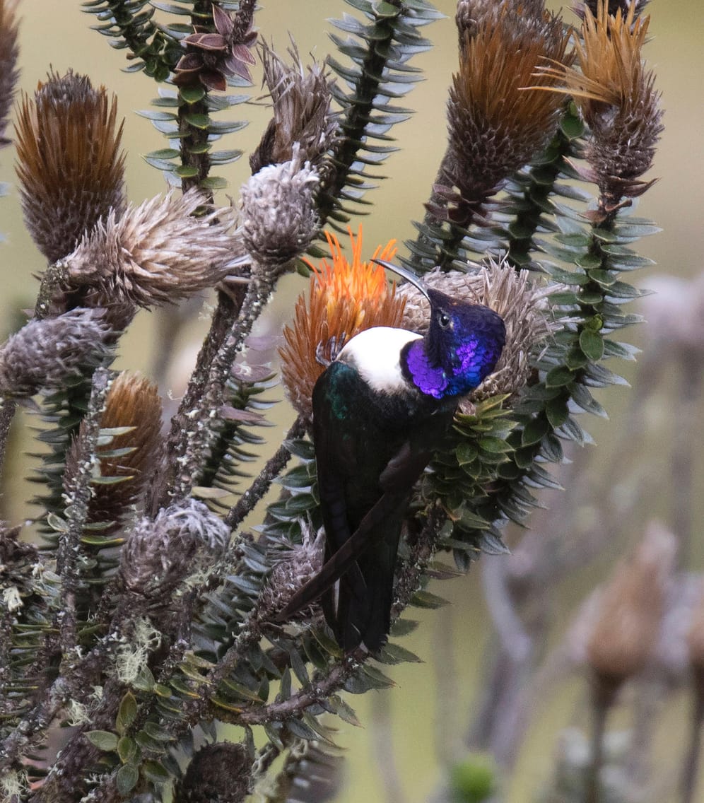 Chimborazo-Kolibri: Mal abgesehen von der Theorie kann man den Chimborazo auch besteigen. Bergsteiger begegnen dabei der hier heimischen Tierwelt.