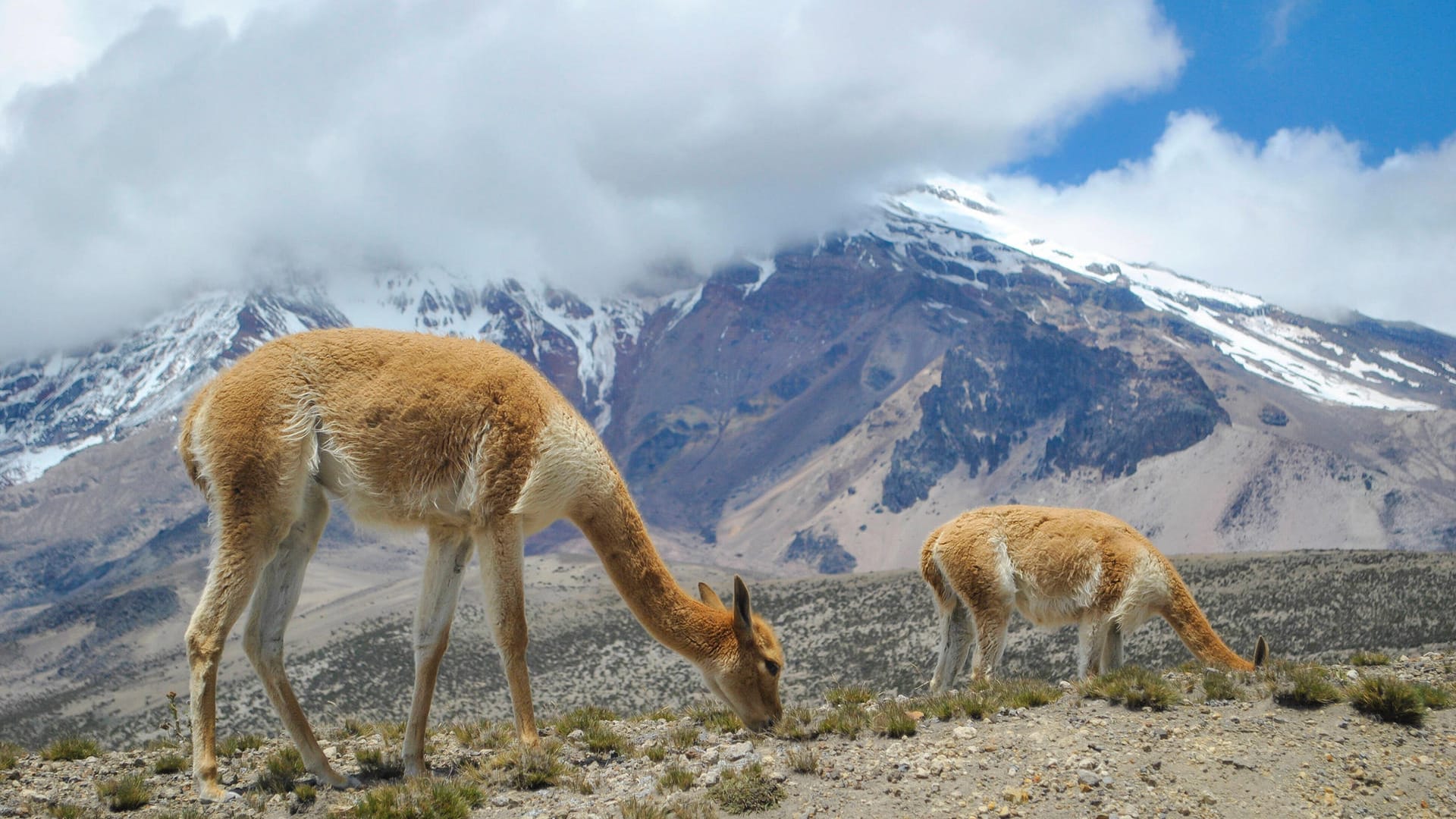 Blick auf den Chimborazo: Er ist nicht der höchste Berg, wohl aber der höchste Punkt der Welt.