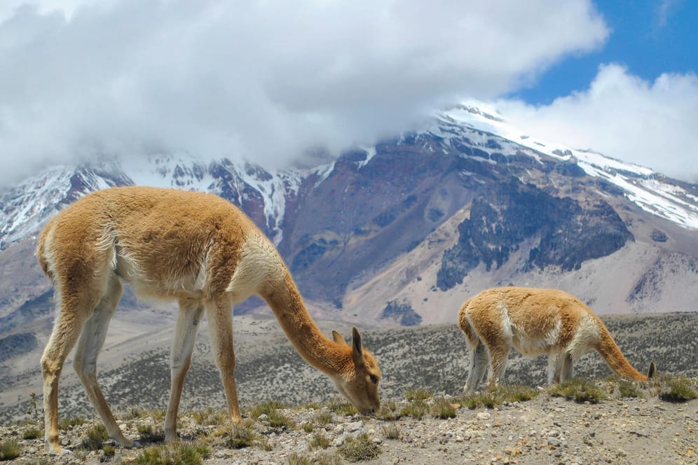 Blick auf den Chimborazo: Er ist nicht der höchste Berg, wohl aber der höchste Punkt der Welt.
