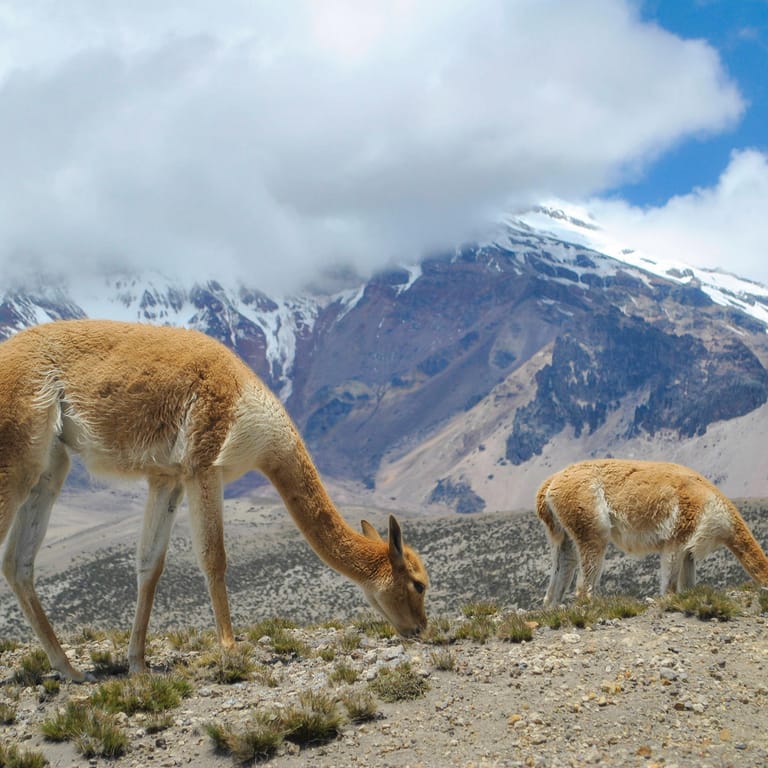 Blick auf den Chimborazo: Er ist nicht der höchste Berg, wohl aber der höchste Punkt der Welt.