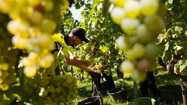 Weinernte