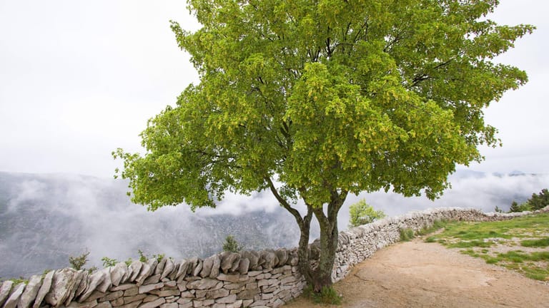 Burgenahorn (Acer monspessulanum): Er ist auch als Französischer Ahorn oder Felsenahorn bekannt.