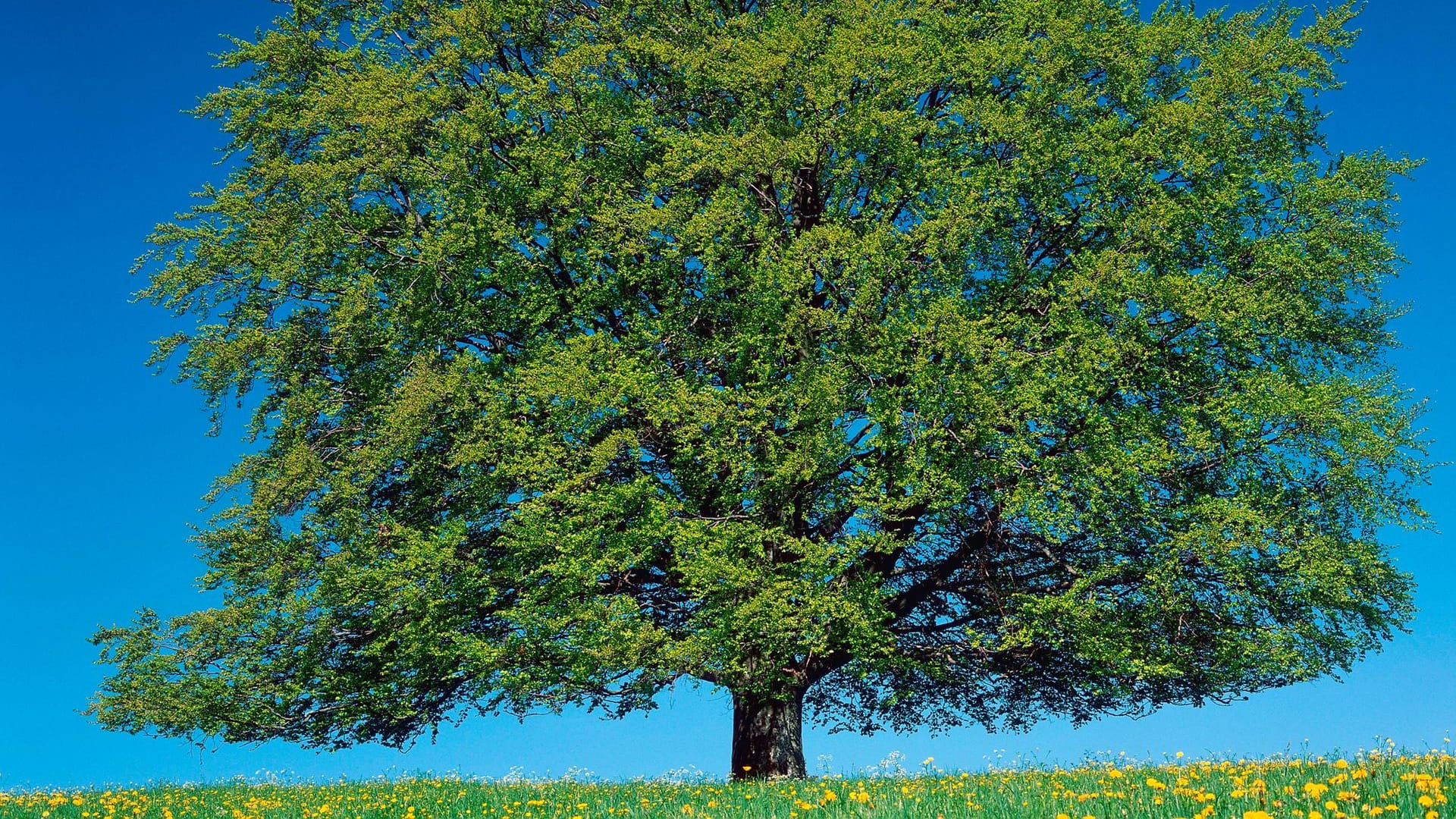 Rotbuche (Fagus sylvatica): Ihr Name geht auf die leicht rötliche Färbung des Holzes zurück.