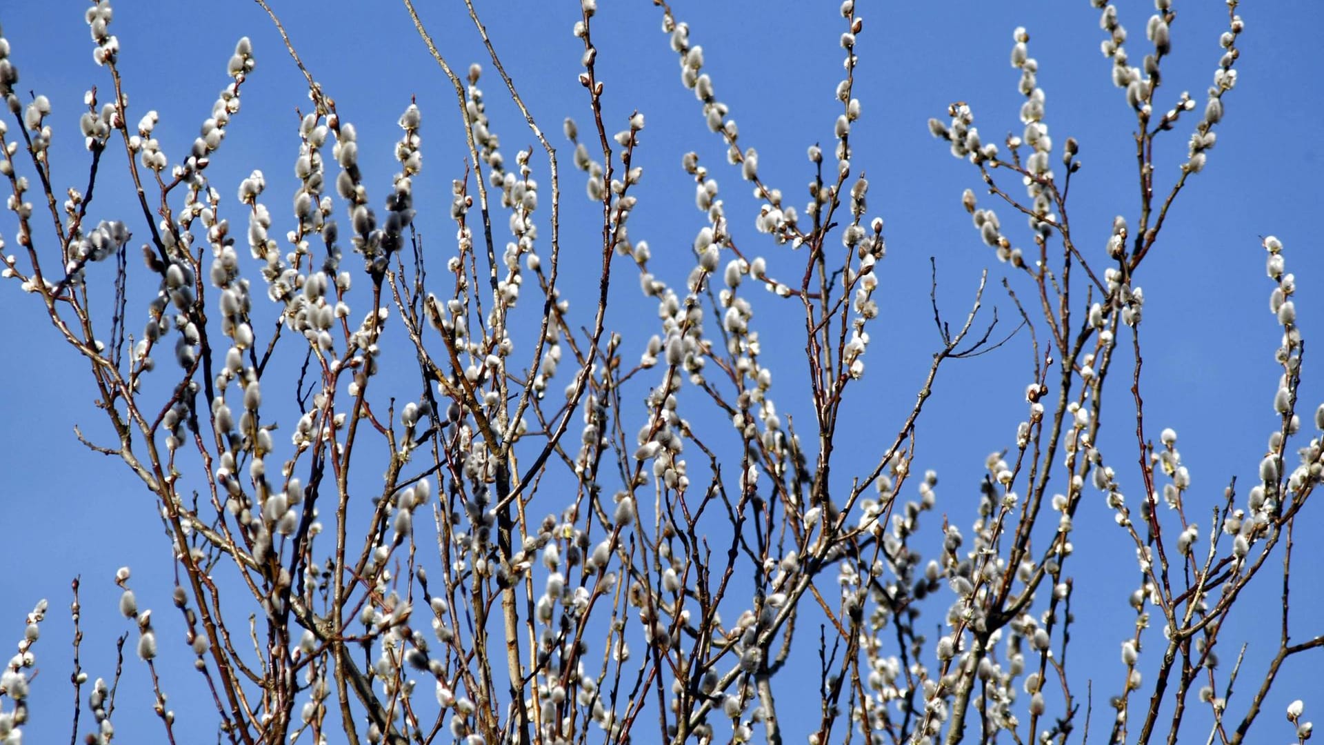 Salweide (Salix caprea): Im Volksmund heißt sie auch Palmweide, Kätzchenweide oder Weidenkätzchen.