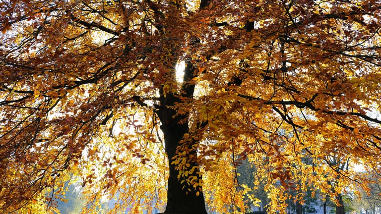 Rotbuche (Fagus sylvatica): Im Herbst färben sich die Blätter orangerot bis rotbraun.