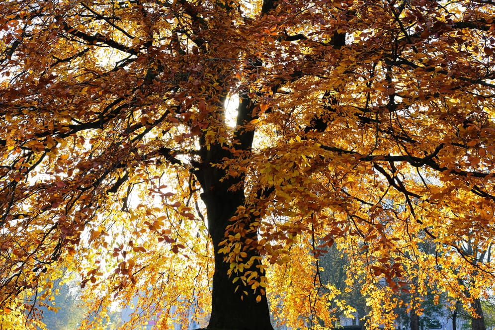 Rotbuche (Fagus sylvatica): Im Herbst färben sich die Blätter orangerot bis rotbraun.