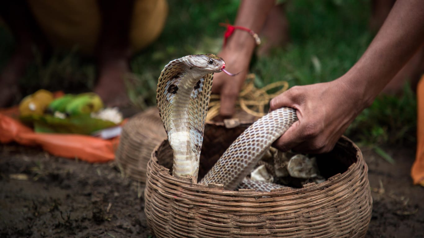 Eine Kobra: Um seinen eigenen Tod vorzutäuschen, hat ein Inder einen ihm ähnlich sehenden Mann mit einer Kobra ermordet. (Symbolbild)