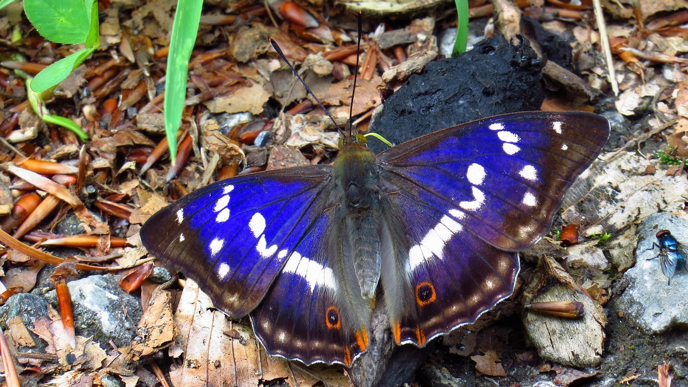 Großer Schillerfalter (Apatura iris): Er war 2011 der "Schmetterling des Jahres".