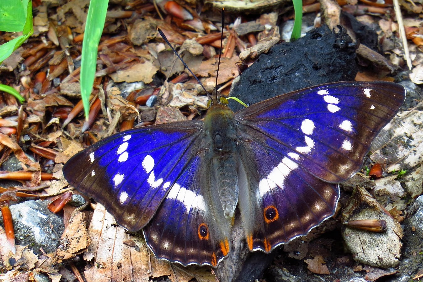 Großer Schillerfalter (Apatura iris): Er war 2011 der "Schmetterling des Jahres".