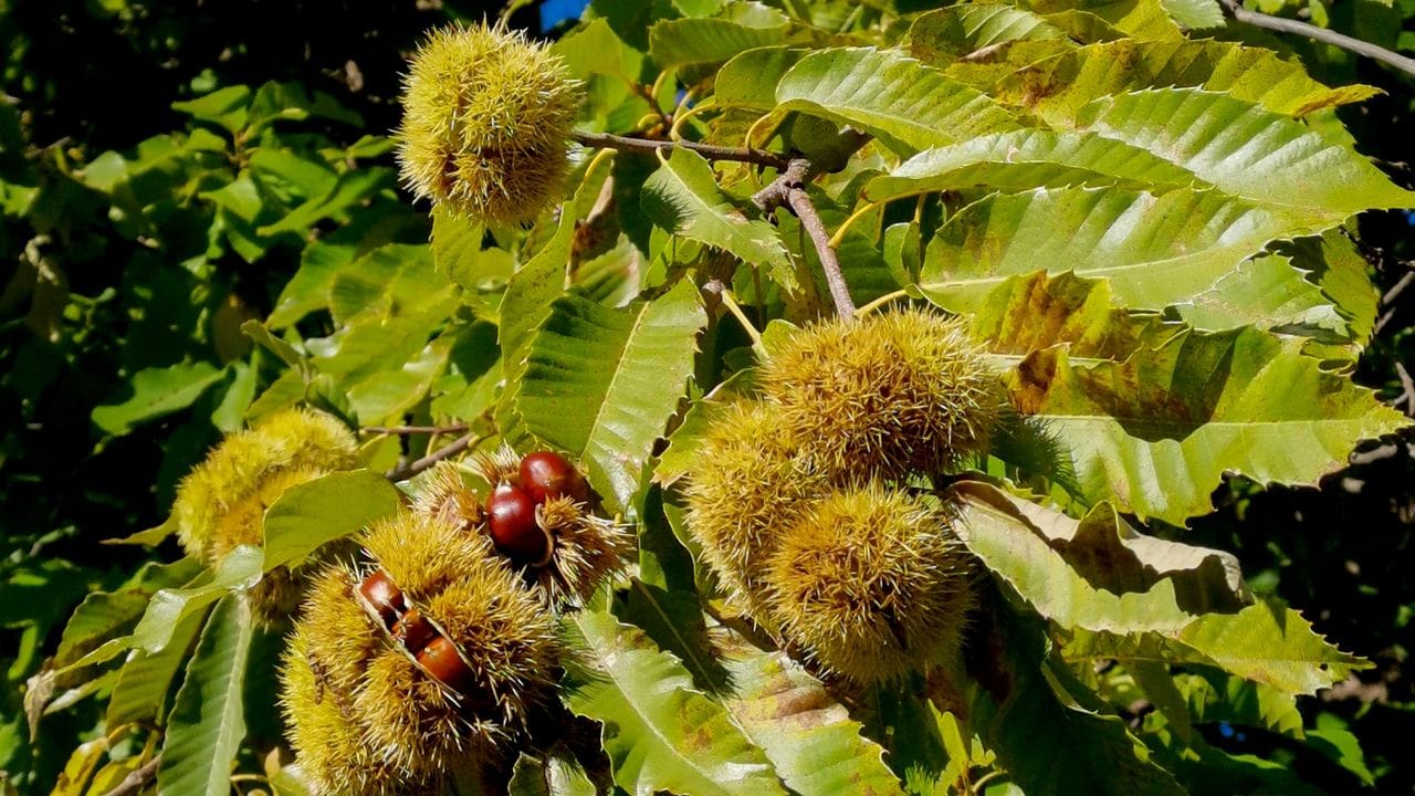 Reife Esskastanien hängen an einem Baum in Soglio im Schweizer Bergell.