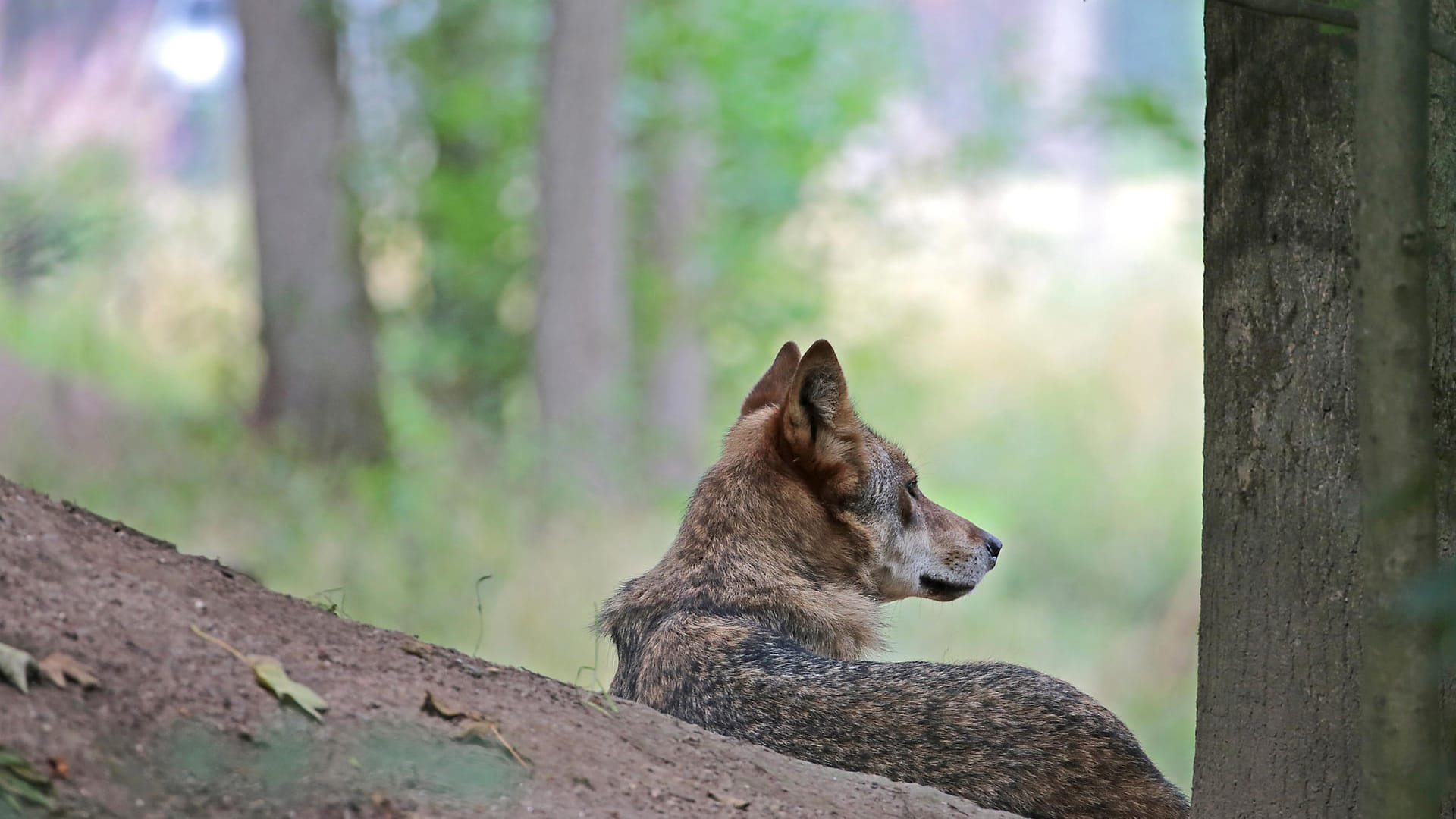 Ein Wolf in einem Tierpark in NRW (Symbolbild): Mehrere Wölfe sind im Kreis Wesel aktiv – und für mehrere tote Ponys verantwortlich.