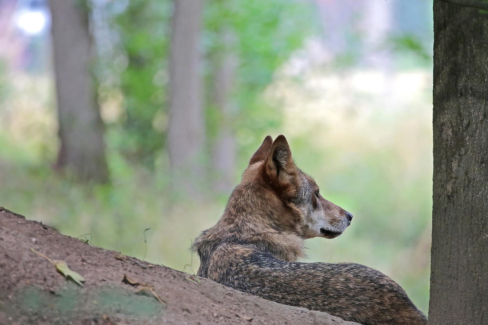 Ein Wolf in einem Tierpark in NRW (Symbolbild): Mehrere Wölfe sind im Kreis Wesel aktiv – und für mehrere tote Ponys verantwortlich.