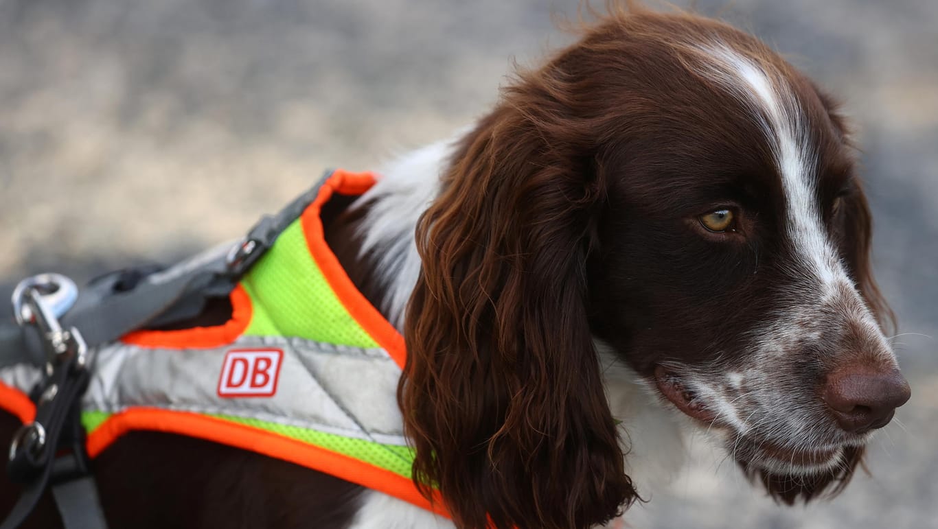 Sniffer dogs search for wildlife at track construction site of German railway DB in Frankfurt