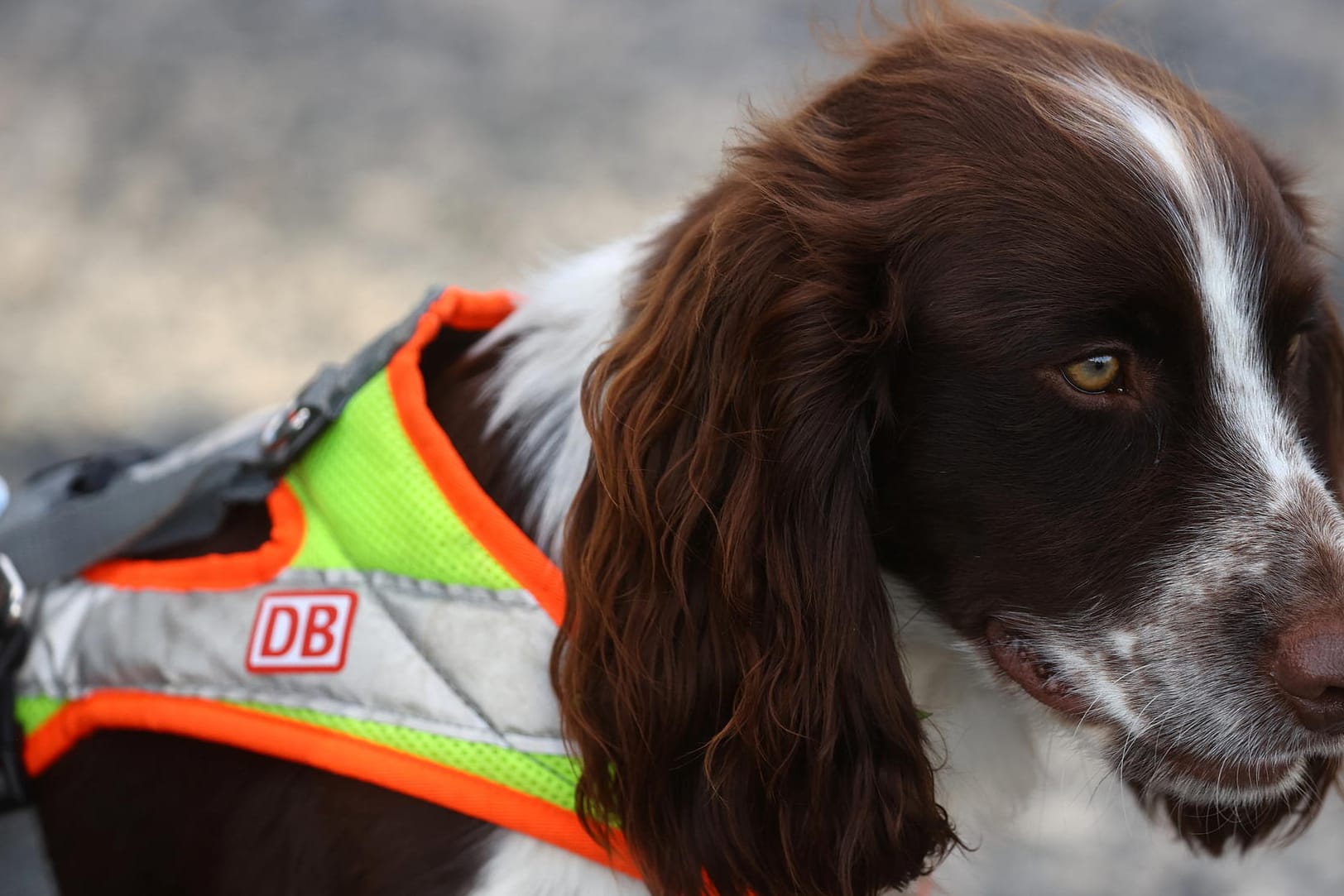 Sniffer dogs search for wildlife at track construction site of German railway DB in Frankfurt