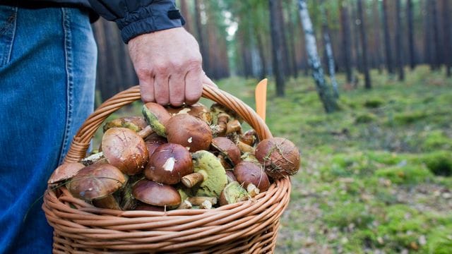 Pilzsaison