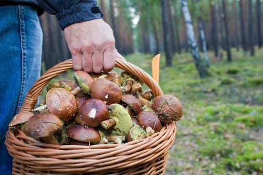 Pilzsaison