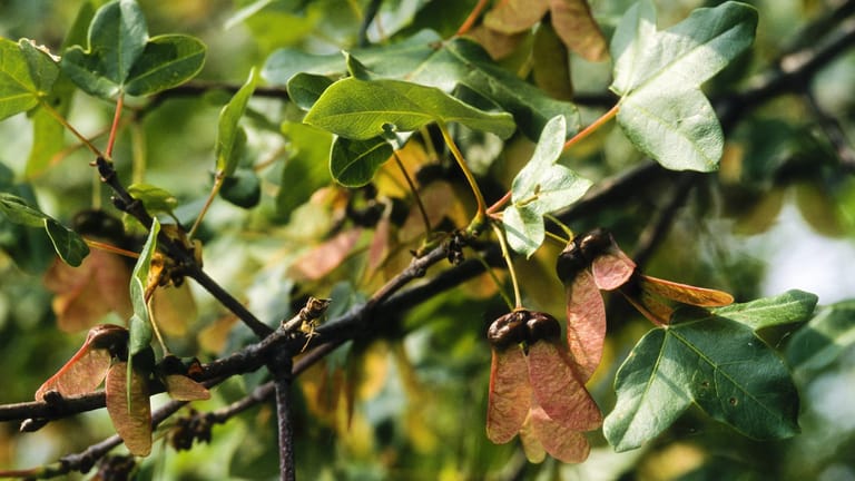 Burgenahorn (Acer monspessulanum): Er trägt wie der heimische Feldahorn sogenannte Fruchtflügel.