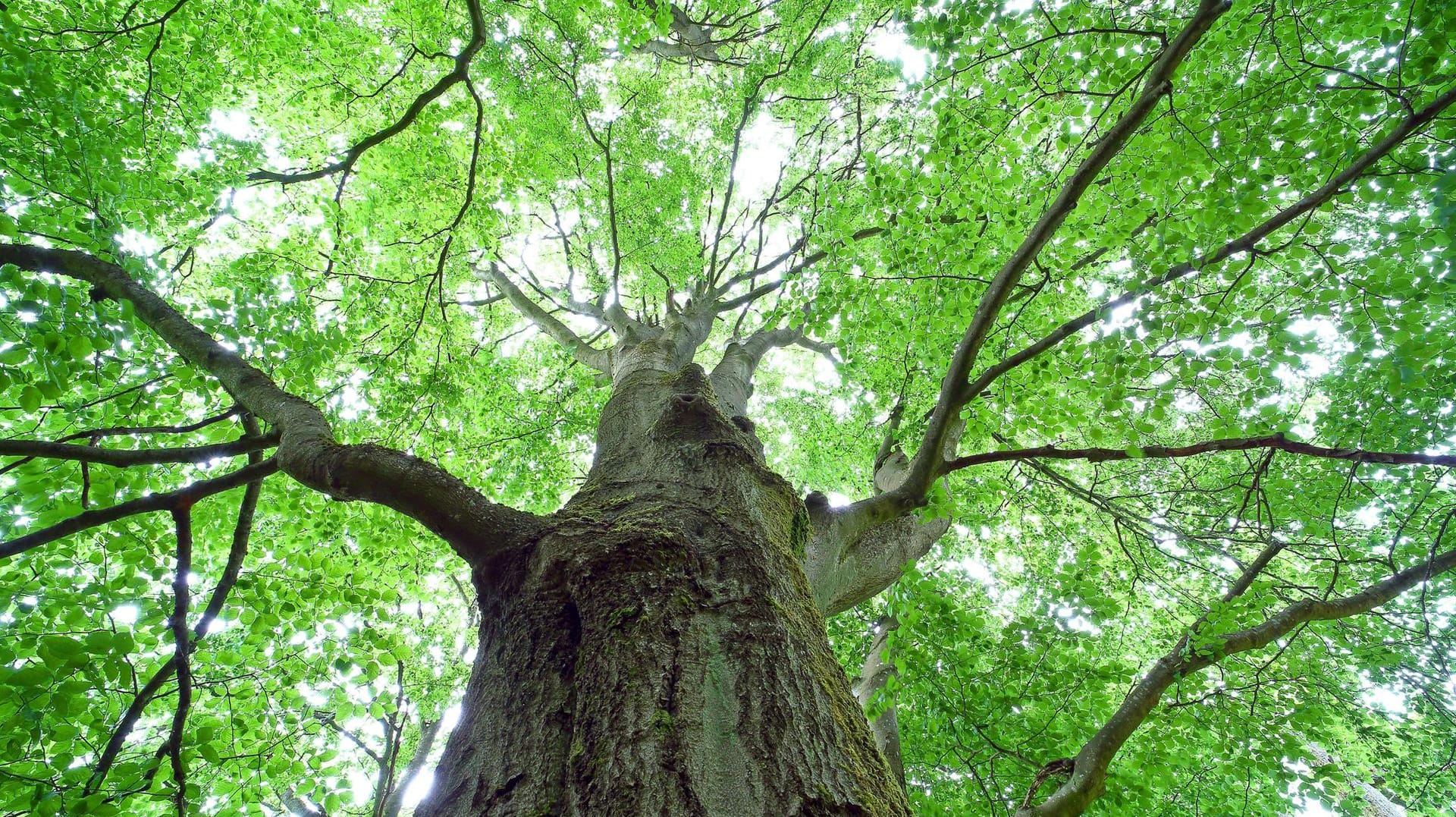 Rotbuche (Fagus sylvatica): Der Laubbaum kann bis zu 300 Jahre alt werden.