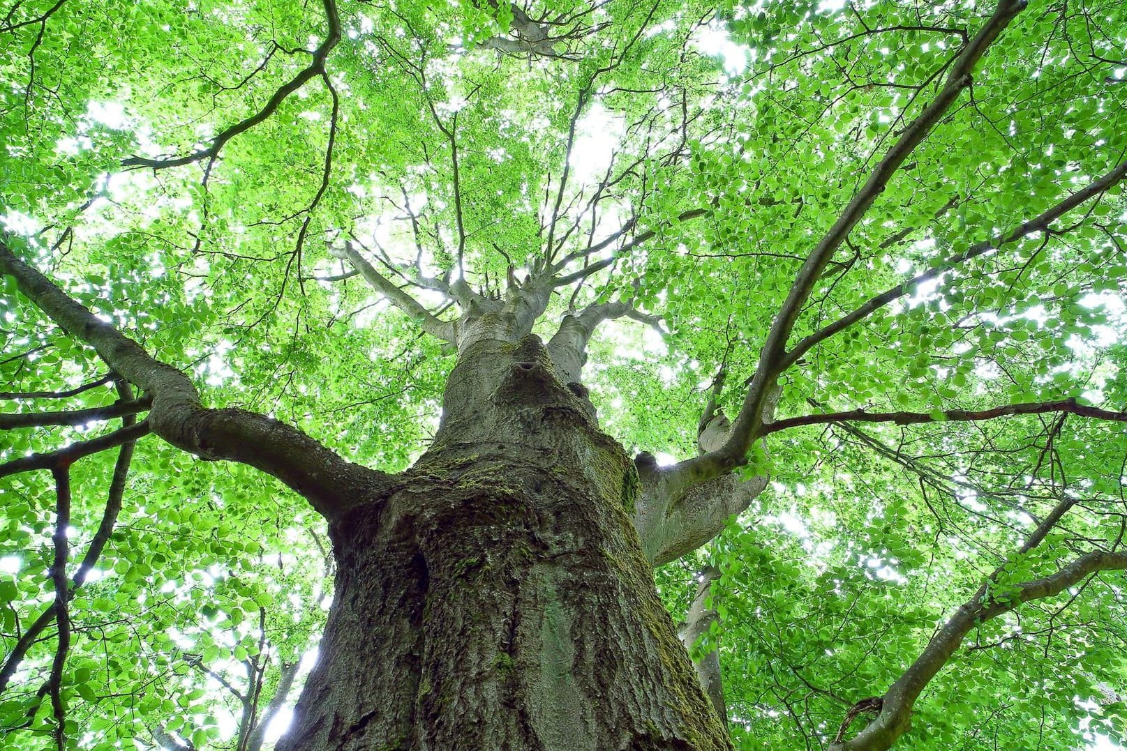 Rotbuche (Fagus sylvatica): Der Laubbaum kann bis zu 300 Jahre alt werden.