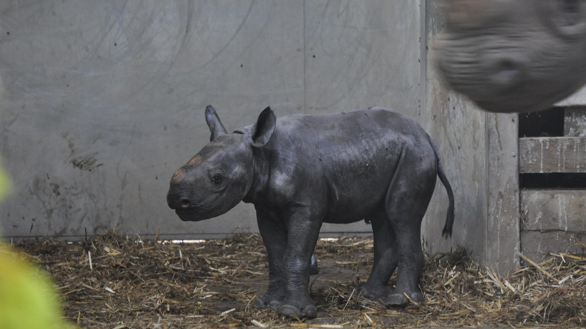 Ein kleines Spitzmaulnashorn in North Yorkshire: Die Art ist vom Aussterben bedroht.