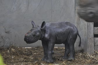 Ein kleines Spitzmaulnashorn in North Yorkshire: Die Art ist vom Aussterben bedroht.