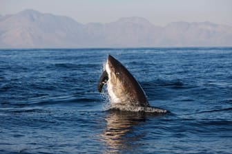 Weißer Hai verspeist Robbe: Forscher haben sich mit der Perspektive von Haien unter Wasser befasst.