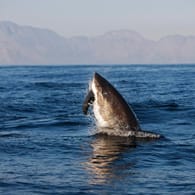 Weißer Hai verspeist Robbe: Forscher haben sich mit der Perspektive von Haien unter Wasser befasst.