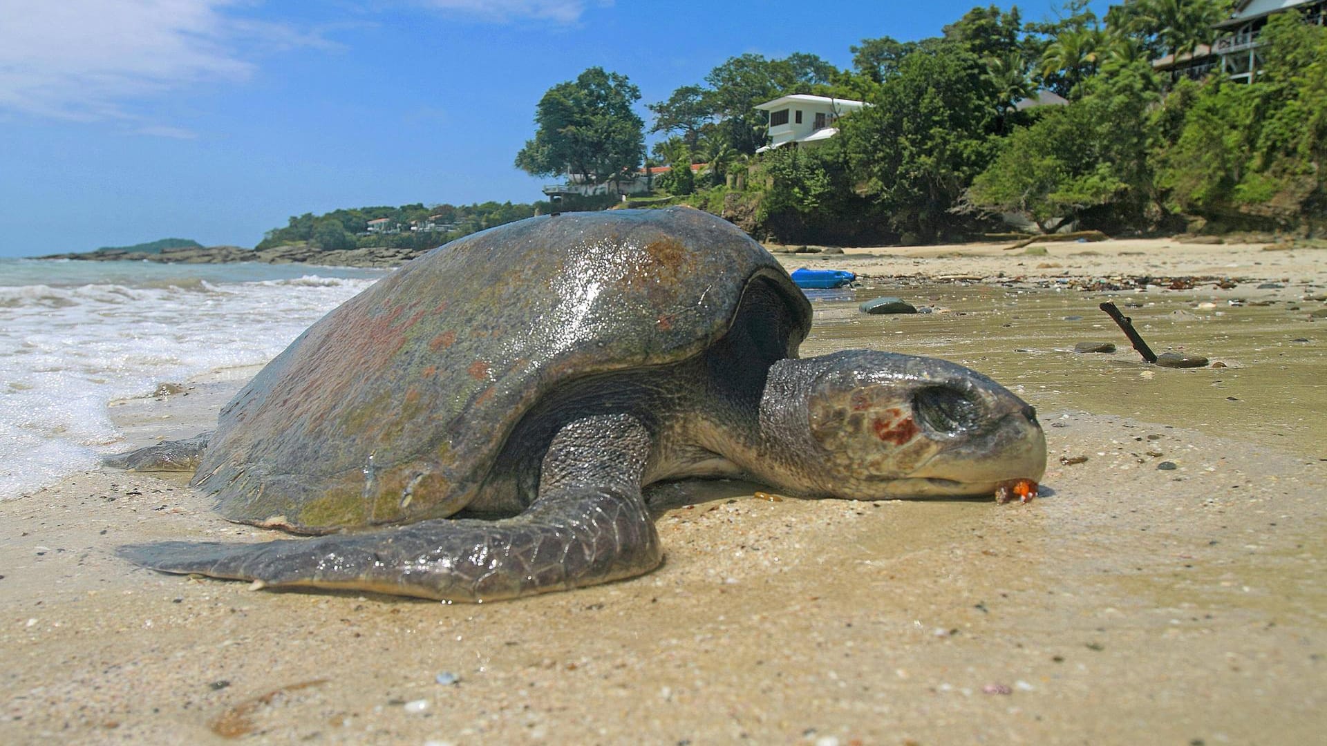 Tote Meeresschildkröte am Strand: Bei dem Fund in Mexiko handelt es sich um die Oliv-Bastardschildkröte.