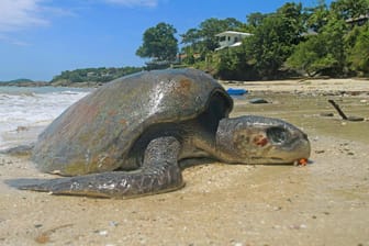 Tote Meeresschildkröte am Strand: Bei dem Fund in Mexiko handelt es sich um die Oliv-Bastardschildkröte.