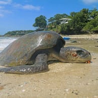 Tote Meeresschildkröte am Strand: Bei dem Fund in Mexiko handelt es sich um die Oliv-Bastardschildkröte.