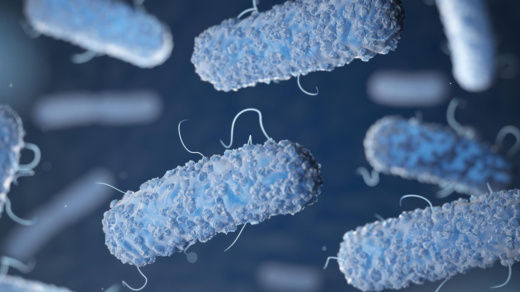 Bakterium Klebsiella (Symbolfoto): Es löst die Erkrankung Donovanosis aus.