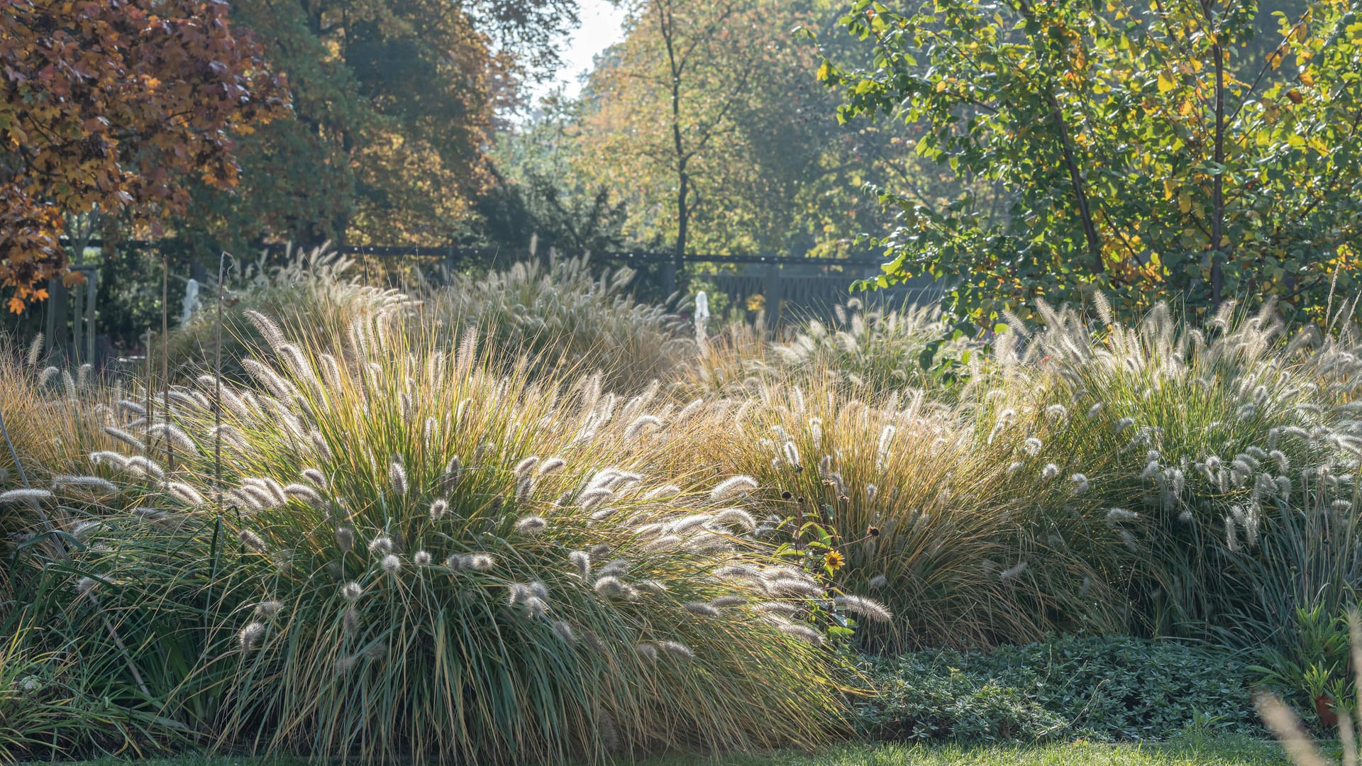 Herbstgarten: Gräser sowie empfindliche Stauden und Sträucher sollte man besser erst im Frühling zurückschneiden.