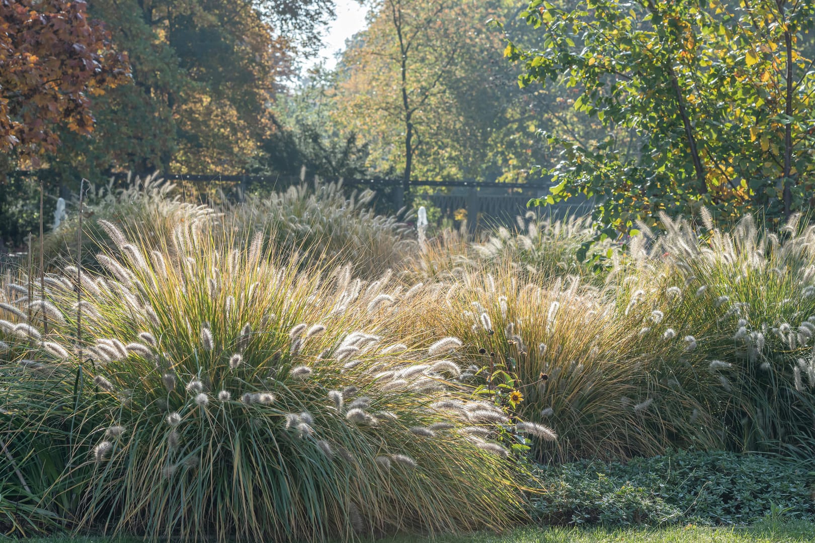 Herbstgarten: Gräser sowie empfindliche Stauden und Sträucher sollte man besser erst im Frühling zurückschneiden.