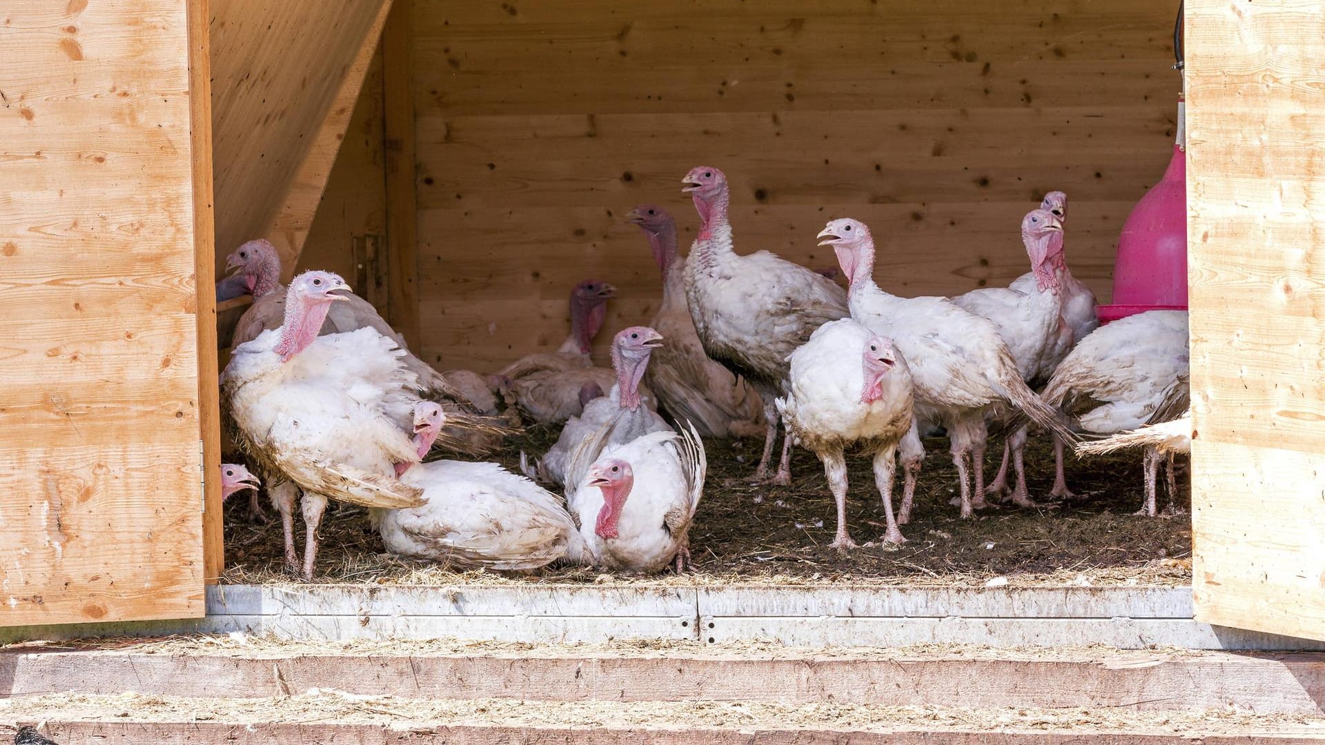 Puten in einem Stall: In Niedersachsen sind 2.000 Tiere verbrannt. (Symbolbild)