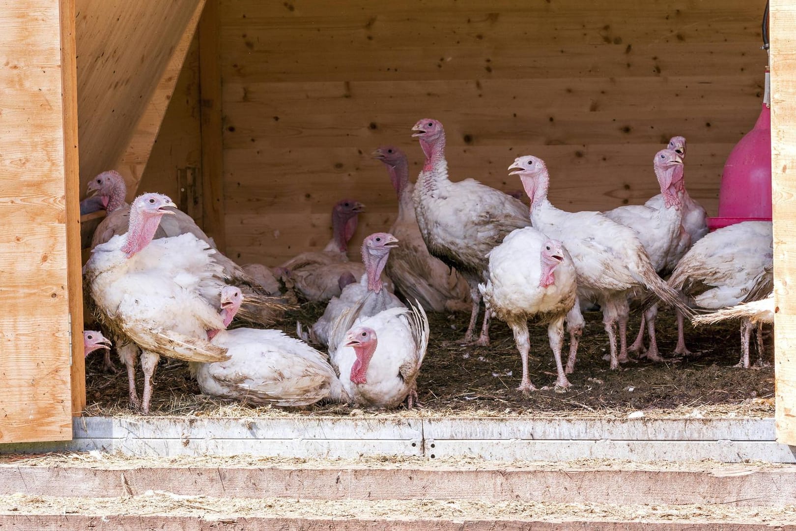 Puten in einem Stall: In Niedersachsen sind 2.000 Tiere verbrannt. (Symbolbild)