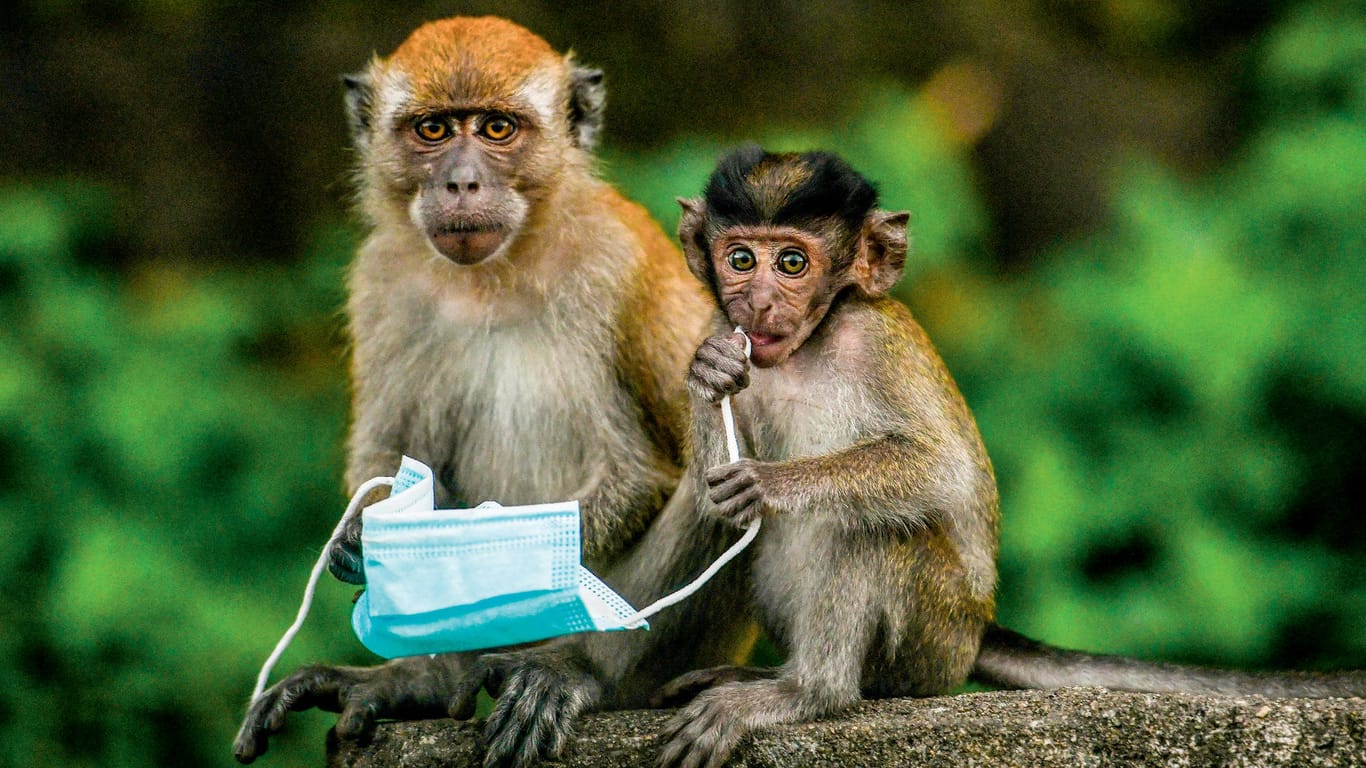 Zwei Affen halten eine Maske fest: Die Fotografie ist im Oktober 2020 in Malaysia aufgenommen worden.
