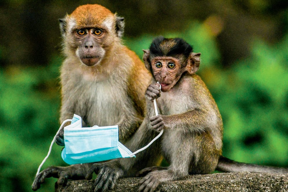 Zwei Affen halten eine Maske fest: Die Fotografie ist im Oktober 2020 in Malaysia aufgenommen worden.