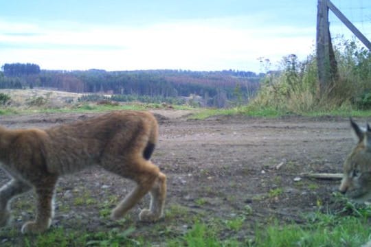 Luchswelpen in Thüringen gesichtet