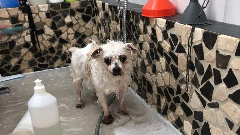 Die kleine Hündin wird in einem Salon gepflegt: Ein Jahr lang hatte sie Wohnung ihres Frauchens nicht mehr verlassen. Die kleine Hündin wird in einem Salon gepflegt: Ein Jahr lang hatte sie Wohnung ihres Frauchens nicht mehr verlassen.