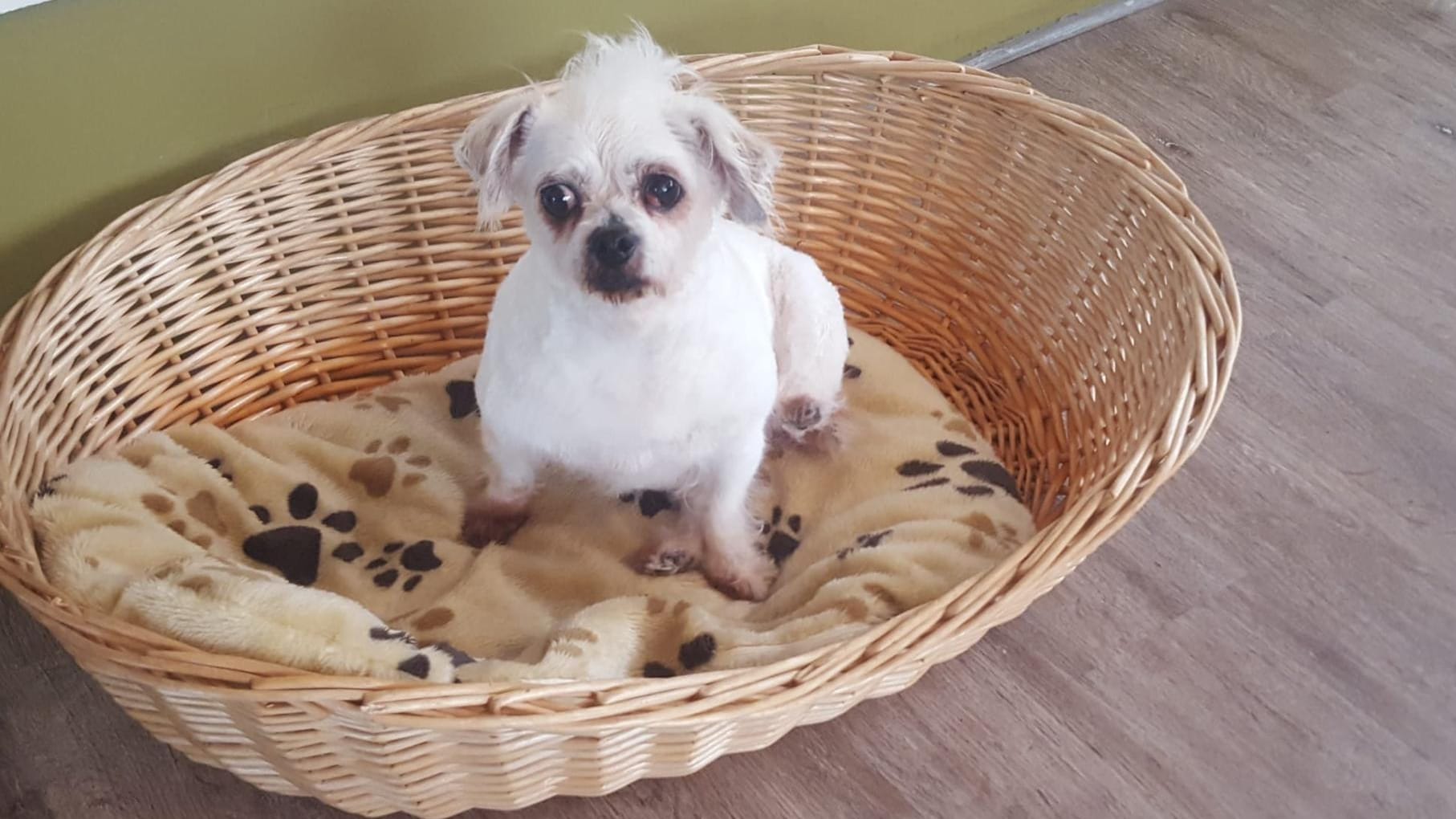 Die frisch frisierte Daisy: In einer Pflegestelle kann sie sich nun erholen.